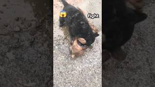 Dangerous 😱😱dog puppy fight shortviralfightanimalvideo [upl. by Jenkins434]