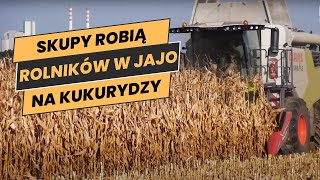 Rolnicy zaczęli zbiór kukurydzy na ziarno quotSkupy robią nas w jajoquot WIDEO [upl. by Laup]