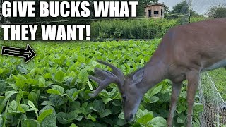 Late Planting Beans for bucks in August YES [upl. by Zellner]