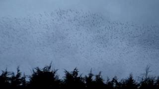 Starling murmuration over Kettering General HospitalWindermere road [upl. by Naraj]