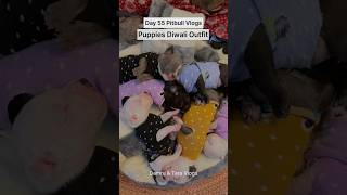 Pitbulldog puppies Diwali Outfit 💥shorts [upl. by Den]