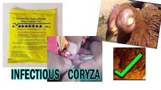 Coryza a Bacterial Disease  Treatment  Buhum Poultry Farming  DistBaksa  Naokata [upl. by Derina780]