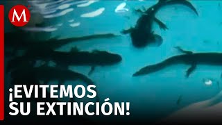 Da inicio el programa AdoptaAxolotl el cual busca salvar al ajolote en CdMx [upl. by Mair]