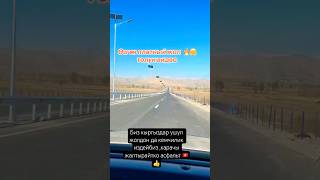 Озгон жаны жол 🇰🇬 kyrgyztan travel horse automobile kyrgystan [upl. by Lehman]