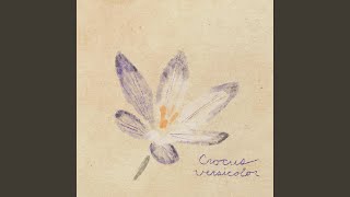 Crocus Versicolor [upl. by Annunciata]