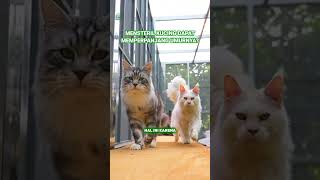 Mensteril Kucing Dapat Memperpanjang Umurnya kucing tentangkucing [upl. by Ilhsa]