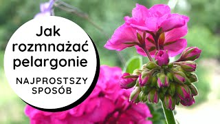 ❓Jak rozmnażać pelargonie❓ Najprostszy sposób👍 Jak zrobić szczepkisadzonki pelargonii🌸🌺 [upl. by Hazard]