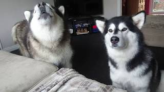 Stubborn alaskan Malamute talks back [upl. by Bartel]