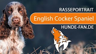 ► English Cocker Spaniel 2019 Rasse Aussehen amp Charakter [upl. by Merfe]