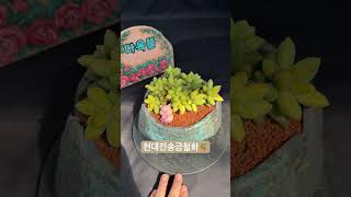 천대전송금철화Pachyphytum compactum 아프리카식물 반려식물 succulent 다육식물 plants 다육이 [upl. by Cline]