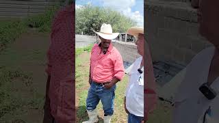 La crianza y cuidado de borregos no es fácil pero es buen negocio shorts borrego campo rancho [upl. by Oer]