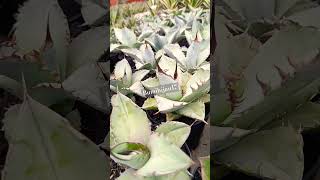 agaveplant agavelove agave succulent caudexplants bunga planfix [upl. by Pamella]