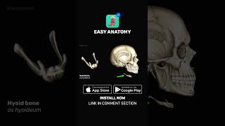 Hyoid bone Anatomy amp Function  EasyAnatomy Shorts [upl. by Chancey]