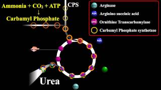 Urea Biosynthesis or Ornithine Cycle [upl. by Notyrb12]