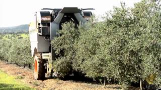 SOCOOPEC Machine pour la récolte des olives tractée PELLENC CV5045 [upl. by Anoy]