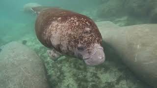 Manatees  Crystal River  Three Sisters Springs [upl. by Netram]