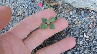 Chenopodium vulvaria 210730 [upl. by Sel]