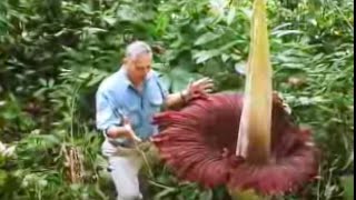 The Biggest Flower in the World  Titan Arum  David Attenborough  BBC Studios [upl. by Puklich]