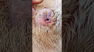 Caseous lymphadenitis in a sheep [upl. by Rehpotsirhcnhoj]