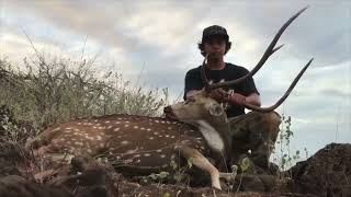 Molokai Hunt Axis Deer  40 Kills [upl. by Adyht629]