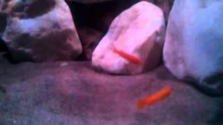 Cynotilapia afra jalo reef und Melanochromis johanni eastern [upl. by Rubi310]