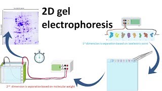 2D gel electrophoresis [upl. by Meuse904]