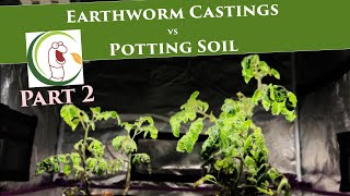 Earthworm Castings vs Potting Soil PART 2  VermisTerra and PROMIX [upl. by Allecram]