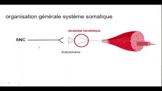 6syndrome muscarinique vs nicotinique [upl. by Nonnel499]