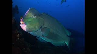 Green Humphead Parrotfish From Nature Rules 1 [upl. by Aisatnaf]