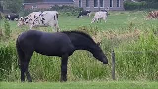 Dancing in the rain The foals love it Friesian Horses [upl. by Naesed93]