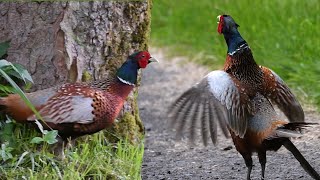 I Followed a Wild Pheasant in Scotland [upl. by Saleem]