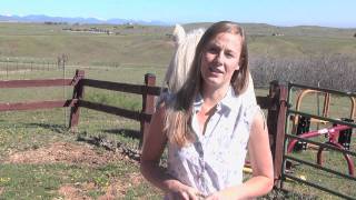 Beginner Horse Training Basics [upl. by Barbette]