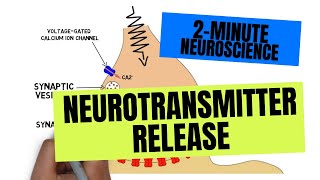 2Minute Neuroscience Neurotransmitter Release [upl. by Noied764]