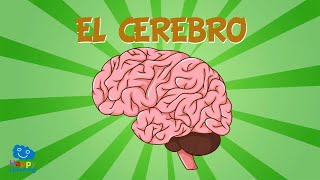 EL CEREBRO 🧠  Vídeos Educativos para Niños [upl. by Pressey339]