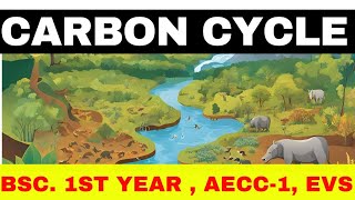 Carbon Cycle ll EVS ll environmental Studies ll bsc 1st year l science aecc1 [upl. by Eineeuq294]