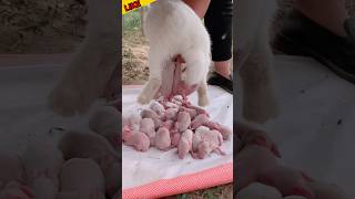 How the pets rabbit giving birth 😋 rabbits giving rabbitgivingbirth shorts reels shortvideo [upl. by Elva]