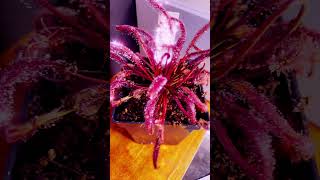 Drosera capensis all red variety [upl. by Ursola]