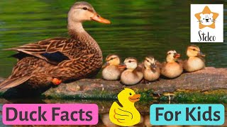 DUCKS for Kids  15 duck facts for kids and toddlers YOU DIDNT KNOW [upl. by Haase]