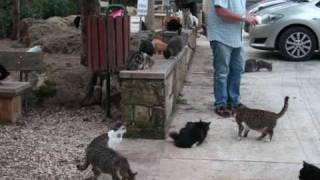 Cats of Cyprus [upl. by Eseryt]