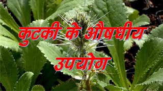 कुटकी के औषधीय उपयोग Medicinal properties of Kutki [upl. by Folberth788]