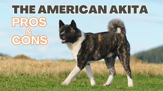 American Akita The Pros And Cons Of Owning One [upl. by Scevour]