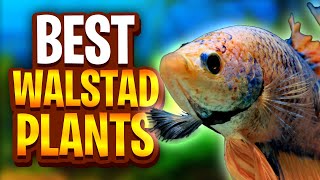 The Best Plants For Walstad Method Tanks Five Easy Plants For Planted Tanks [upl. by Khalsa835]