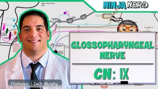 Neurology  Glossopharyngeal Nerve Cranial Nerve IX [upl. by Earleen]