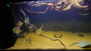 Altum orinoco angelfish update and stingray amazon biotope [upl. by Sugar]