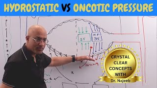 Hydrostatic vs Oncotic Pressure  Vascular Physiology🩺 [upl. by Boeschen263]