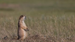 Ecosystem Essential The Prairie Dog Town [upl. by Jareb]