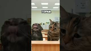 youtubeshorts cat ідея flopsyg3c підпишіться [upl. by Atilrak]