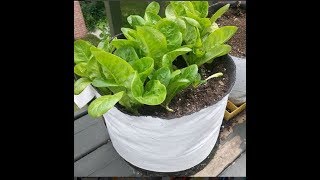 Starting Red Romaine amp Little Gem Butterhead Lettuce Straight to the point [upl. by Pattani]