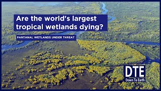 Is climate change killing Pantanal the worlds largest tropical wetlands [upl. by Ynnavoig332]