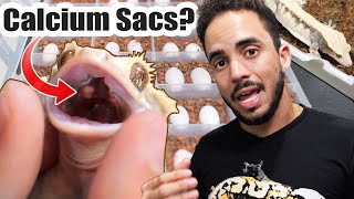 Crested Gecko Breeding Hacks MUST WATCH [upl. by Elleoj]